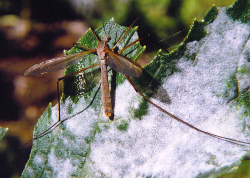 European cranefly
